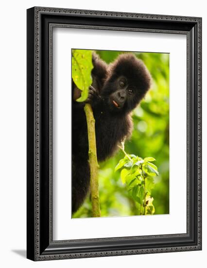 Mountain gorilla infant playing on lobelia plant, Rwanda-Mary McDonald-Framed Photographic Print