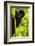 Mountain gorilla infant playing on lobelia plant, Rwanda-Mary McDonald-Framed Photographic Print