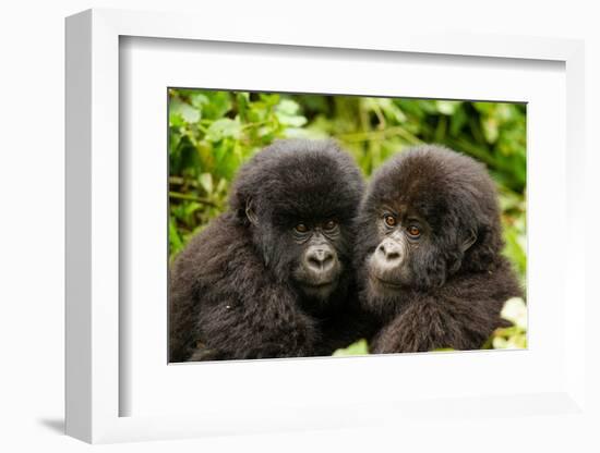 Mountain gorilla infants with their heads together, Rwanda-Mary McDonald-Framed Photographic Print