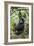 Mountain gorilla juvenile, Mgahinga National Park, Uganda-Eric Baccega-Framed Photographic Print