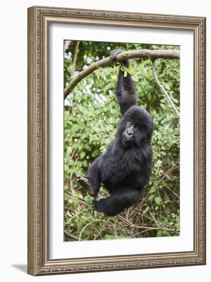 Mountain gorilla juvenile, Mgahinga National Park, Uganda-Eric Baccega-Framed Photographic Print