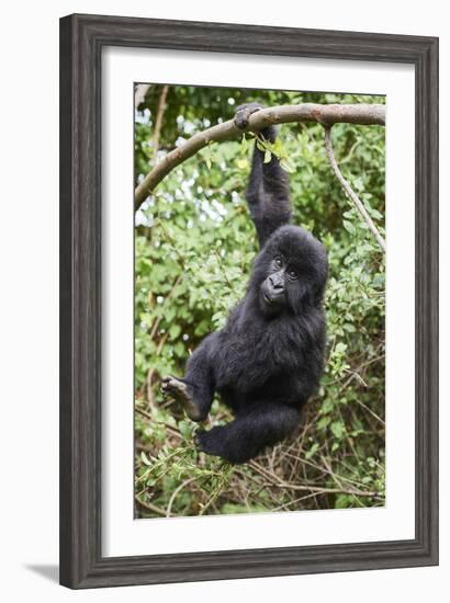 Mountain gorilla juvenile, Mgahinga National Park, Uganda-Eric Baccega-Framed Photographic Print