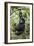 Mountain gorilla juvenile, Mgahinga National Park, Uganda-Eric Baccega-Framed Photographic Print