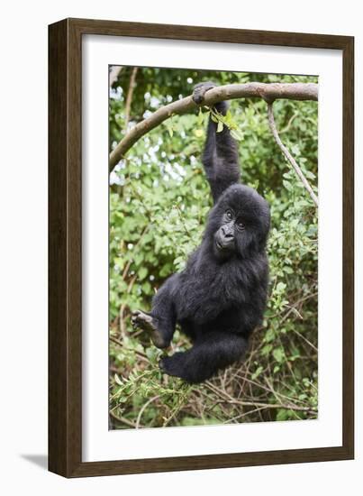 Mountain gorilla juvenile, Mgahinga National Park, Uganda-Eric Baccega-Framed Photographic Print