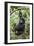 Mountain gorilla juvenile, Mgahinga National Park, Uganda-Eric Baccega-Framed Photographic Print