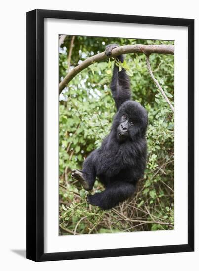 Mountain gorilla juvenile, Mgahinga National Park, Uganda-Eric Baccega-Framed Photographic Print