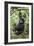 Mountain gorilla juvenile, Mgahinga National Park, Uganda-Eric Baccega-Framed Photographic Print