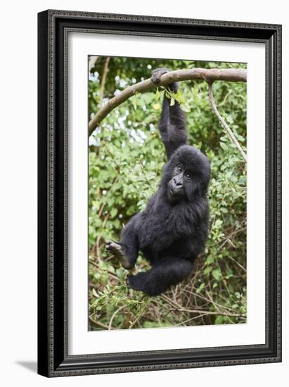 Mountain gorilla juvenile, Mgahinga National Park, Uganda-Eric Baccega-Framed Photographic Print