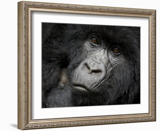 Mountain Gorilla, Kongo, Rwanda, Africa-Milse Thorsten-Framed Photographic Print