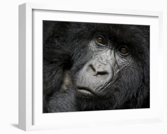 Mountain Gorilla, Kongo, Rwanda, Africa-Milse Thorsten-Framed Photographic Print