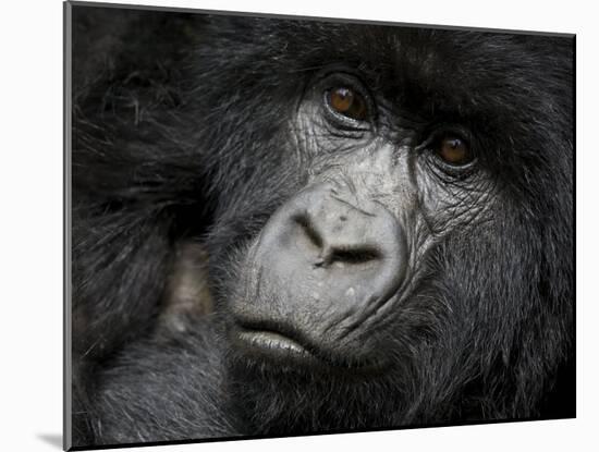 Mountain Gorilla, Kongo, Rwanda, Africa-Milse Thorsten-Mounted Photographic Print