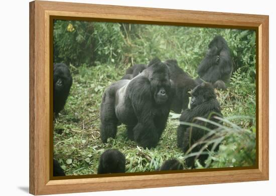 Mountain Gorilla Male Silverback-Adrian Warren-Framed Premier Image Canvas