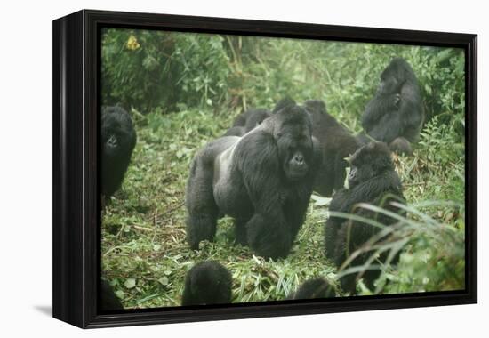 Mountain Gorilla Male Silverback-Adrian Warren-Framed Premier Image Canvas