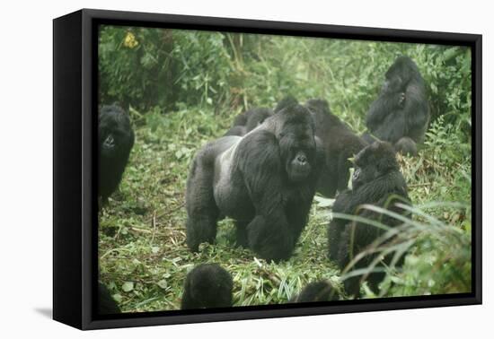 Mountain Gorilla Male Silverback-Adrian Warren-Framed Premier Image Canvas