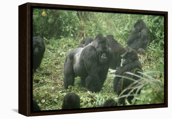 Mountain Gorilla Male Silverback-Adrian Warren-Framed Premier Image Canvas