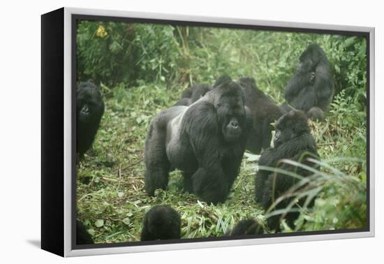 Mountain Gorilla Male Silverback-Adrian Warren-Framed Premier Image Canvas