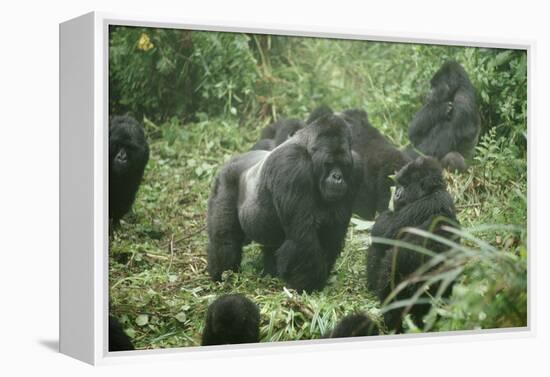 Mountain Gorilla Male Silverback-Adrian Warren-Framed Premier Image Canvas