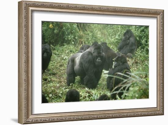 Mountain Gorilla Male Silverback-Adrian Warren-Framed Photographic Print