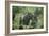 Mountain Gorilla Male Silverback-Adrian Warren-Framed Photographic Print