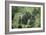 Mountain Gorilla Male Silverback-Adrian Warren-Framed Photographic Print