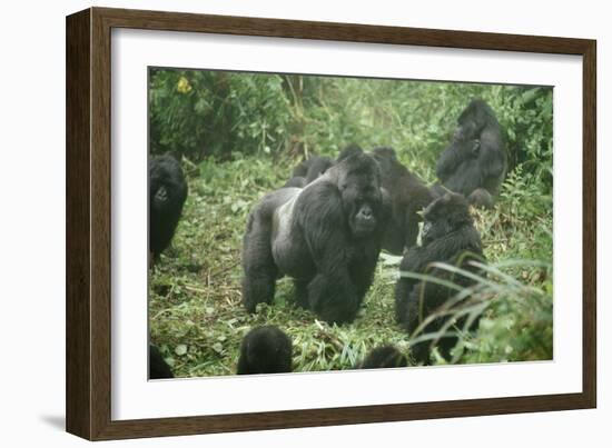 Mountain Gorilla Male Silverback-Adrian Warren-Framed Photographic Print