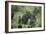 Mountain Gorilla Male Silverback-Adrian Warren-Framed Photographic Print