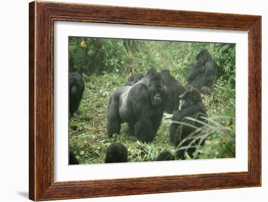 Mountain Gorilla Male Silverback-Adrian Warren-Framed Photographic Print