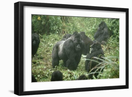 Mountain Gorilla Male Silverback-Adrian Warren-Framed Photographic Print