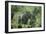 Mountain Gorilla Male Silverback-Adrian Warren-Framed Photographic Print