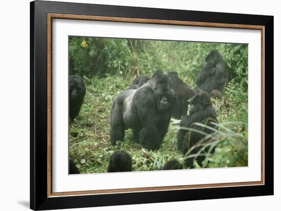 Mountain Gorilla Male Silverback-Adrian Warren-Framed Photographic Print