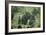 Mountain Gorilla Male Silverback-Adrian Warren-Framed Photographic Print