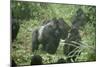 Mountain Gorilla Male Silverback-Adrian Warren-Mounted Photographic Print