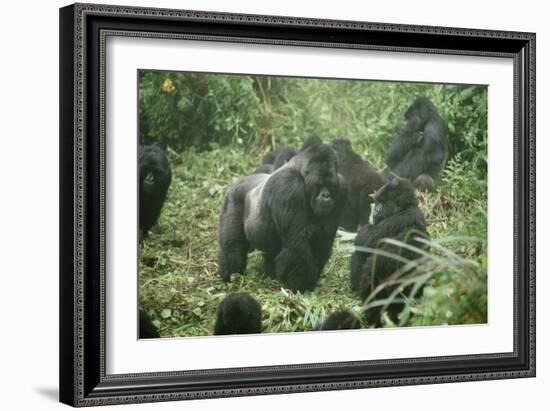 Mountain Gorilla Male Silverback-Adrian Warren-Framed Photographic Print