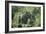 Mountain Gorilla Male Silverback-Adrian Warren-Framed Photographic Print