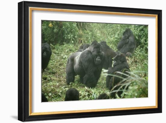 Mountain Gorilla Male Silverback-Adrian Warren-Framed Photographic Print