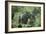 Mountain Gorilla Male Silverback-Adrian Warren-Framed Photographic Print