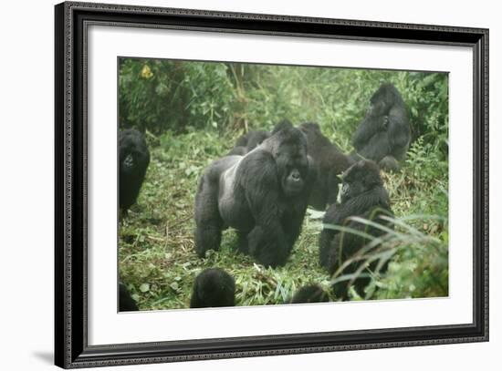 Mountain Gorilla Male Silverback-Adrian Warren-Framed Photographic Print