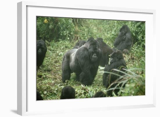 Mountain Gorilla Male Silverback-Adrian Warren-Framed Photographic Print