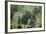 Mountain Gorilla Male Silverback-Adrian Warren-Framed Photographic Print