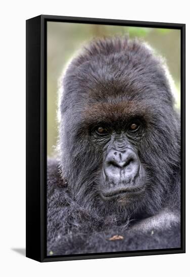 Mountain Gorilla Male-Tony Camacho-Framed Premier Image Canvas