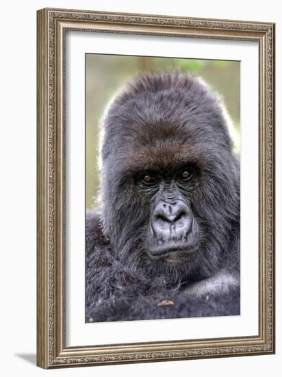 Mountain Gorilla Male-Tony Camacho-Framed Photographic Print