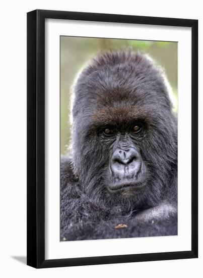 Mountain Gorilla Male-Tony Camacho-Framed Photographic Print