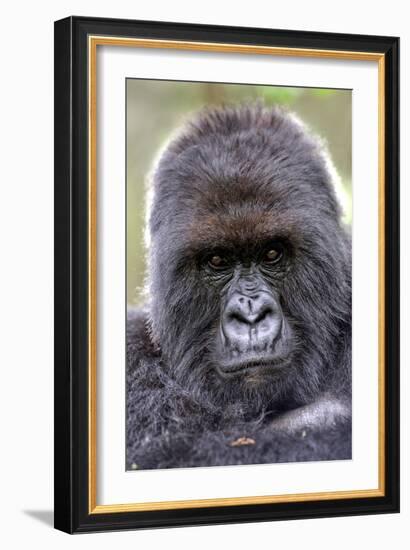 Mountain Gorilla Male-Tony Camacho-Framed Photographic Print