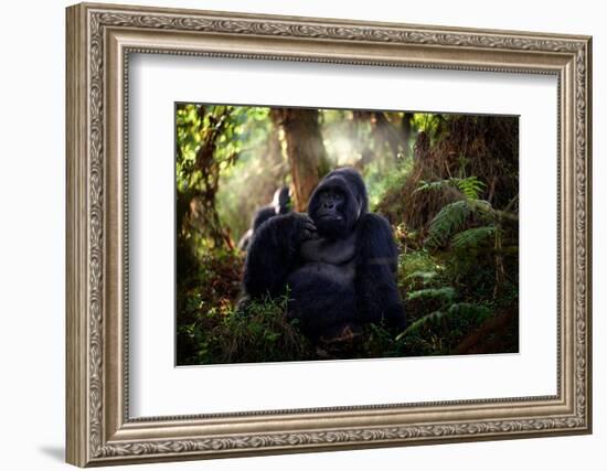 Mountain Gorilla, Mgahinga National Park in Uganda. Close-Up Photo of Wild Big Black Silverback Mon-Ondrej Prosicky-Framed Photographic Print