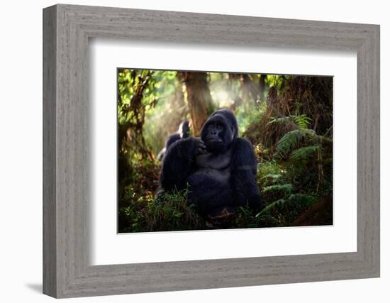 Mountain Gorilla, Mgahinga National Park in Uganda. Close-Up Photo of Wild Big Black Silverback Mon-Ondrej Prosicky-Framed Photographic Print