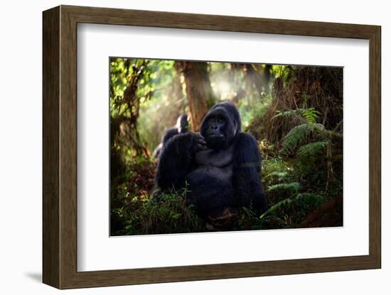 Mountain Gorilla, Mgahinga National Park in Uganda. Close-Up Photo of Wild Big Black Silverback Mon-Ondrej Prosicky-Framed Photographic Print