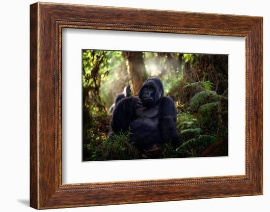 Mountain Gorilla, Mgahinga National Park in Uganda. Close-Up Photo of Wild Big Black Silverback Mon-Ondrej Prosicky-Framed Photographic Print