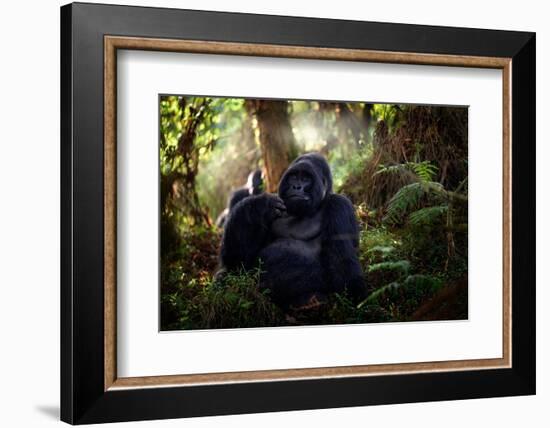 Mountain Gorilla, Mgahinga National Park in Uganda. Close-Up Photo of Wild Big Black Silverback Mon-Ondrej Prosicky-Framed Photographic Print