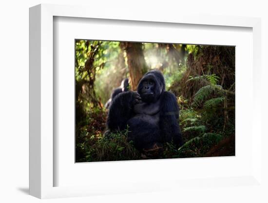 Mountain Gorilla, Mgahinga National Park in Uganda. Close-Up Photo of Wild Big Black Silverback Mon-Ondrej Prosicky-Framed Photographic Print