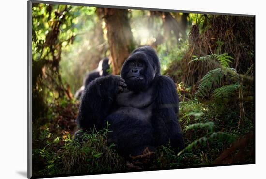 Mountain Gorilla, Mgahinga National Park in Uganda. Close-Up Photo of Wild Big Black Silverback Mon-Ondrej Prosicky-Mounted Photographic Print